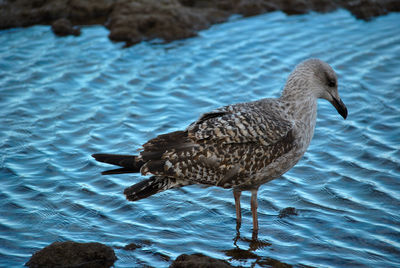 Close-up of duck swimming in lake
