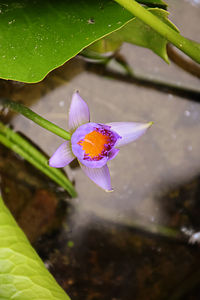 Close-up of purple lotus water lily