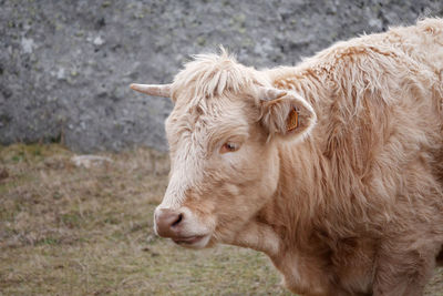 Close-up of a cow