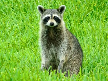 Portrait of meerkat on field