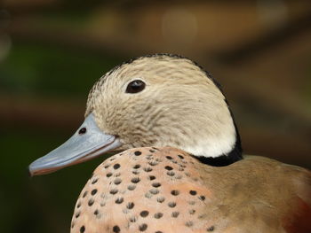 Close-up of a bird