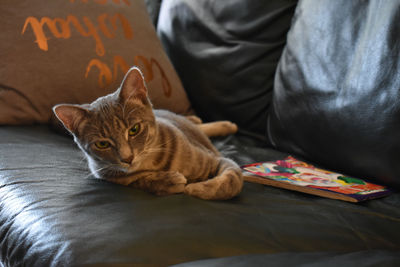 Close-up portrait of cat at home