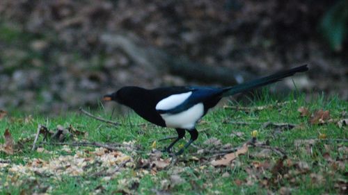 Side view of a bird on field