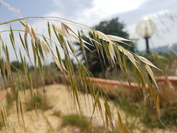 Close-up of crops on field