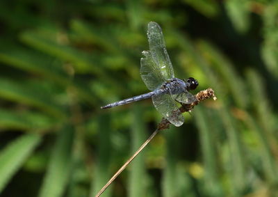 Close-up of insect on leaf