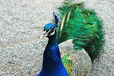 Portrait of peacock