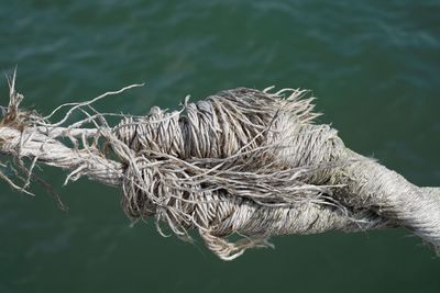 Close-up of rope tied to tree