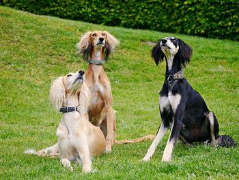 Dogs sitting on grassy field