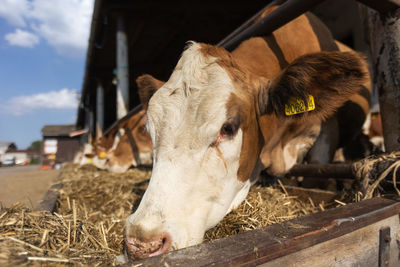 Close-up of cow