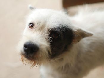 Close-up portrait of dog at home