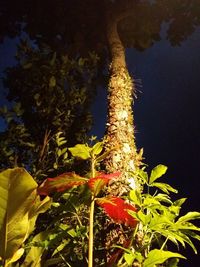 Close-up of yellow flowers against trees