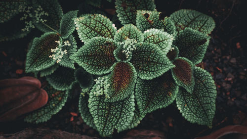 Close-up of succulent plant