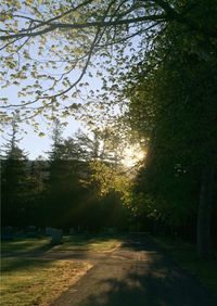 Road passing through trees