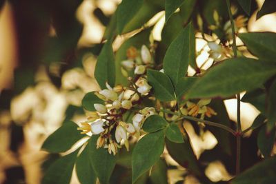 Close-up of flowers blooming outdoors