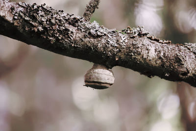 Close-up of tree branch