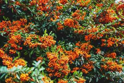 Close-up of orange flowering plants