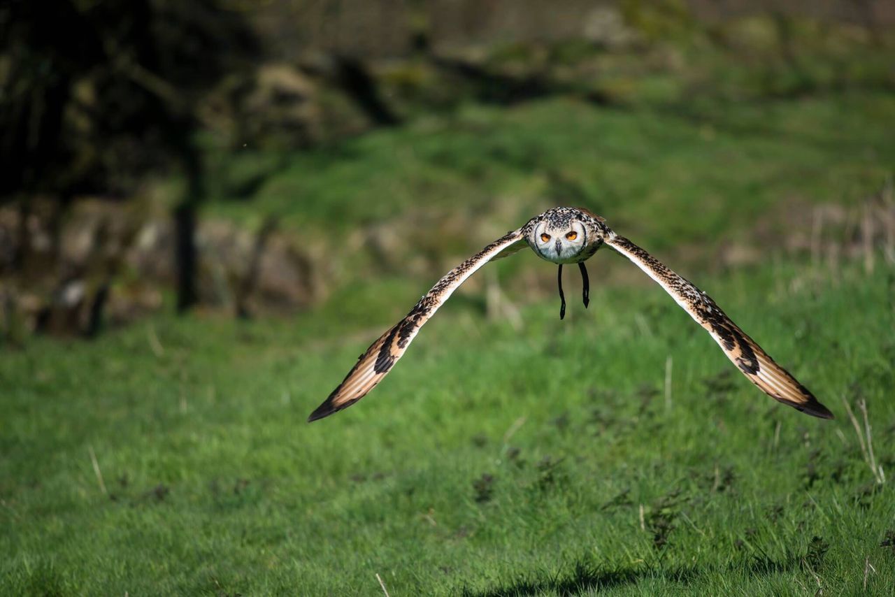 one animal, animal themes, focus on foreground, animals in the wild, no people, nature, animal wildlife, field, close-up, grass, day, outdoors, insect, spread wings