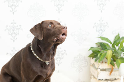 Close-up of a dog looking away