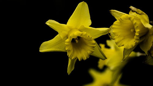 Close-up of day lily against black background