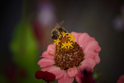 Close-up of butterfly pollinating on flower
