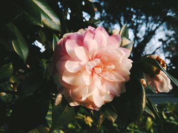 Close-up of pink flower