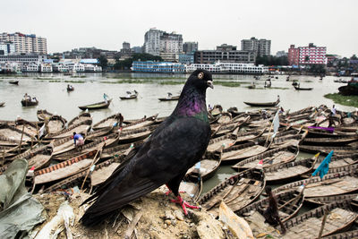Birds perching on a river in city