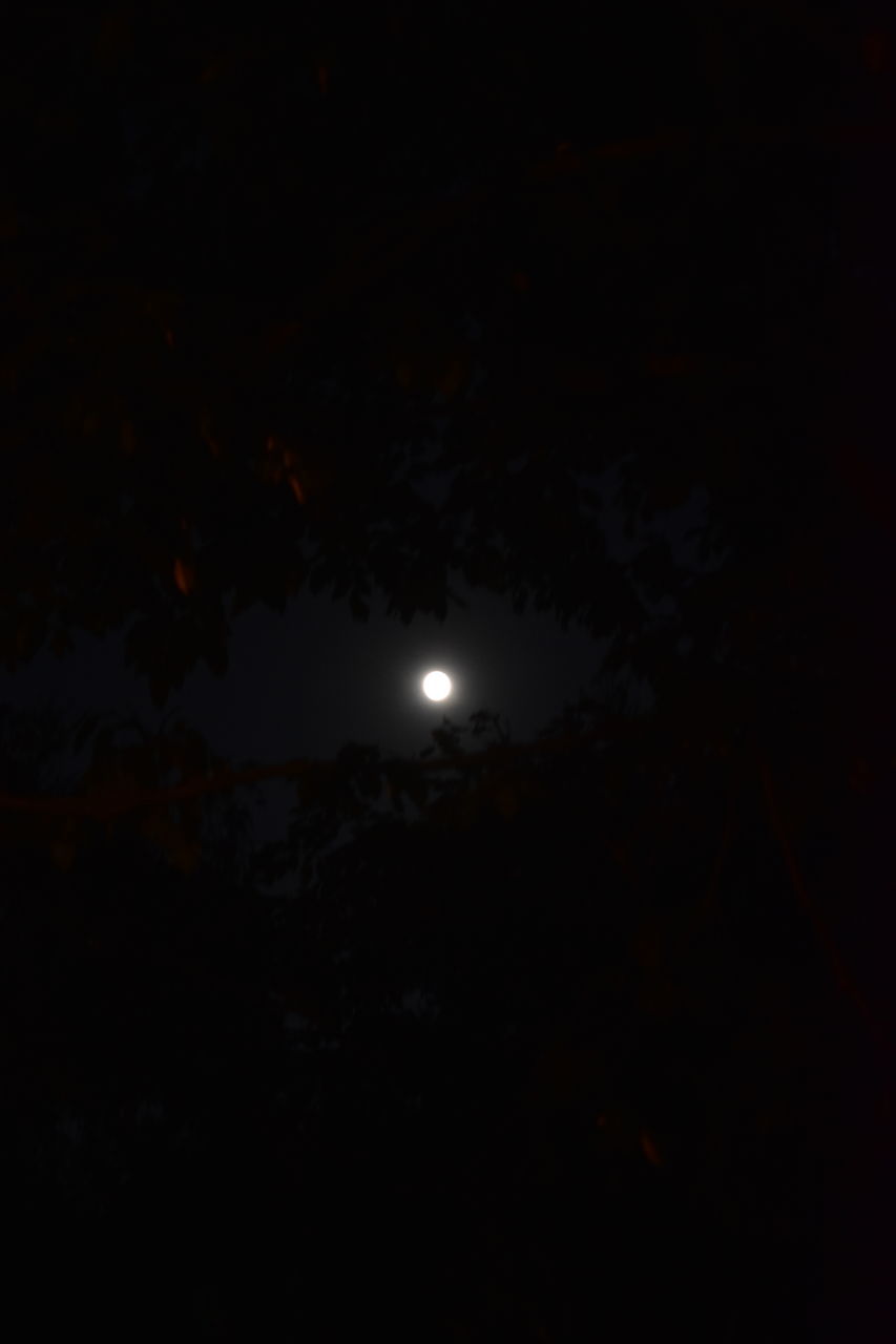 night, darkness, moon, moonlight, sky, no people, light, nature, full moon, dark, midnight, illuminated, beauty in nature, tranquility, space, tree, outdoors, astronomy, astronomical object, copy space, scenics - nature, tranquil scene