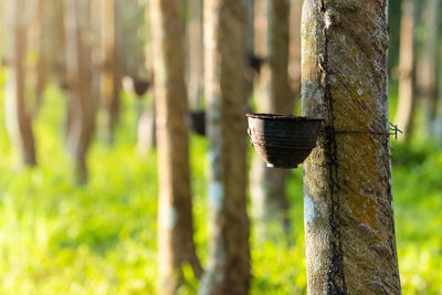 Rubber tree plantation in a row