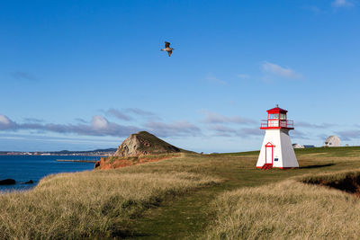 Seagull flying over the historic 1874 cape borgot lighthouse in cap aux meules , magdalen islands