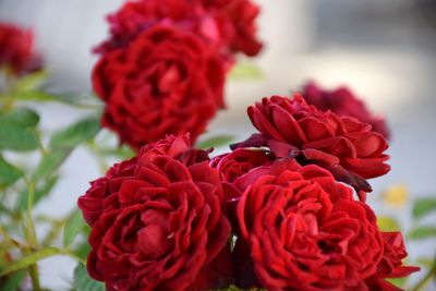 Close-up of red roses blooming outdoors