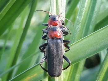 Close-up of insect on leaf