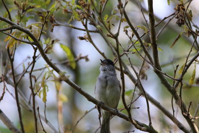 Low angle view of bird perching on tree