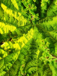 High angle view of leaves on land