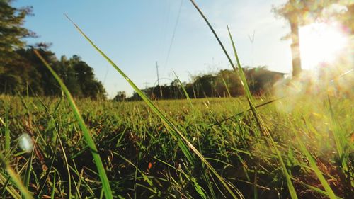 Close-up of grass on field against sky