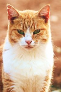 Close-up portrait of cat