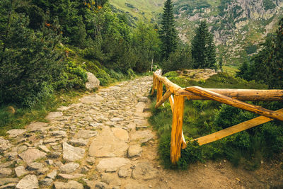 Footpath by railing in forest