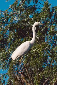 Low angle view of bird perching on tree