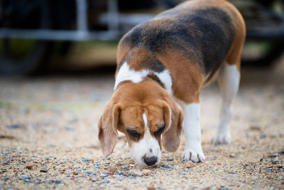 An adorable brown beagle dog walking on countryside road