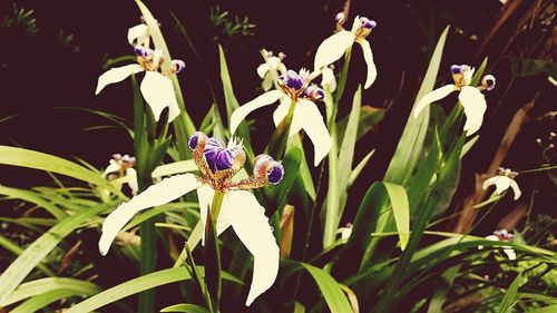 Close-up of flowers