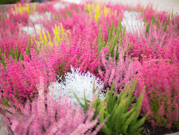 Pink flowers blooming on field