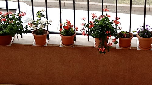 Potted plants on table in greenhouse