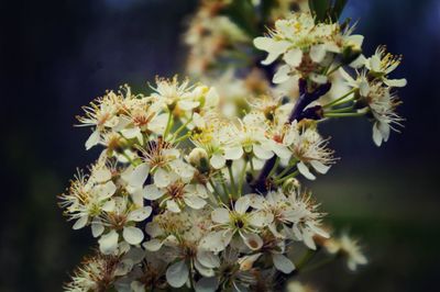 Close-up of white flowers blooming