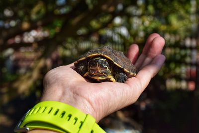 Close-up of hand holding small turtle