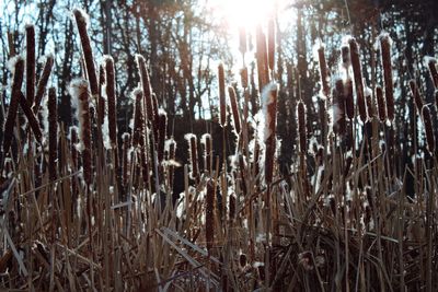 Panoramic view of trees in forest during winter