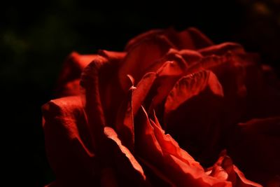 Close-up of red rose against black background