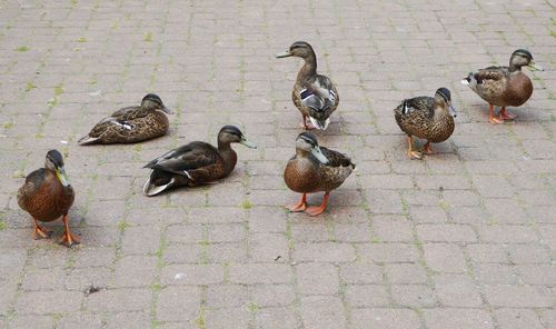 High angle view of mallard ducks on water