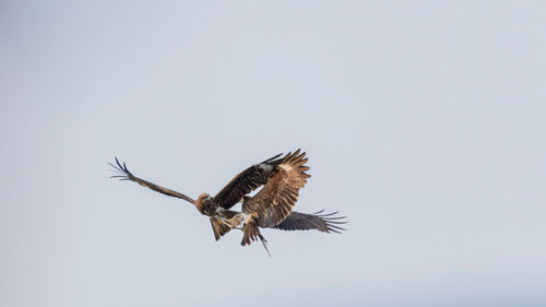 Low angle view of eagle flying in sky