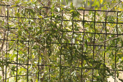 Full frame shot of fresh green plants