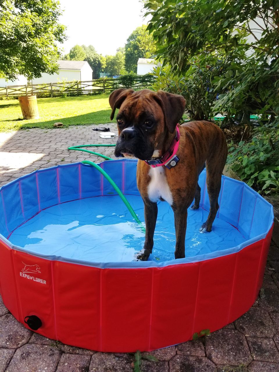 pets, one animal, mammal, domestic animals, animal themes, domestic, animal, vertebrate, canine, dog, nature, day, water, plant, container, no people, pool, swimming pool, bucket