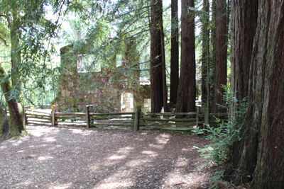 View of pine trees in forest
